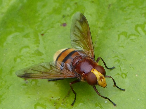 Volucella zonaria (Syrphidae)