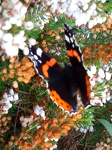 Vulcain - Trichius fasciatus (Nymphalidae)