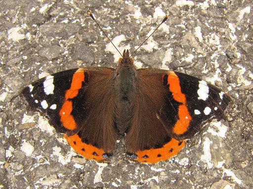 Trichius fasciatus