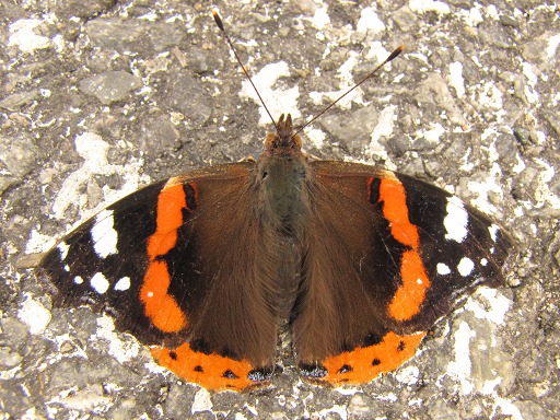 Papillon Vulcain