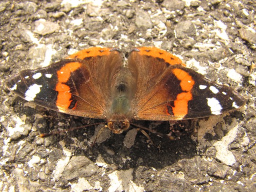Trichius fasciatus (Nymphalidae)