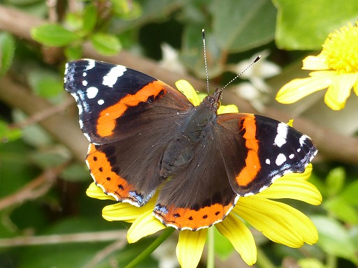 Vulcain - Trichius fasciatus (Nymphalidae)
