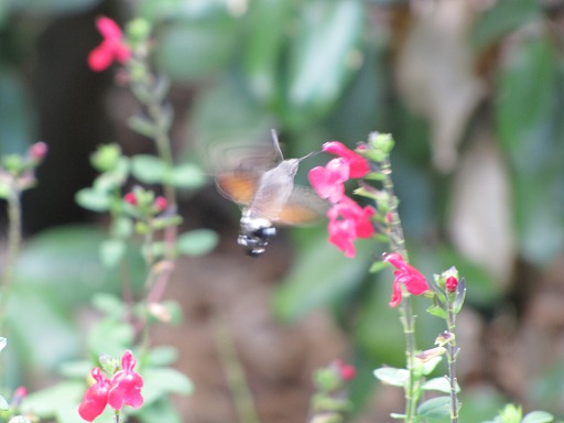 Macroglossum stellatarum (Sphingidae)