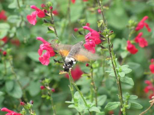 Macroglossum stellatarum (Sphingidae)