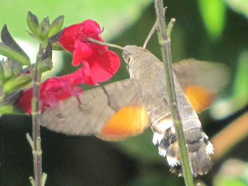 Macroglossum stellatarum (Sphingidae)