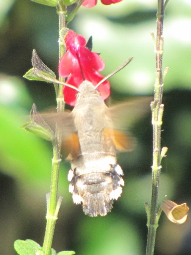Macroglossum stellatarum (Sphingidae)