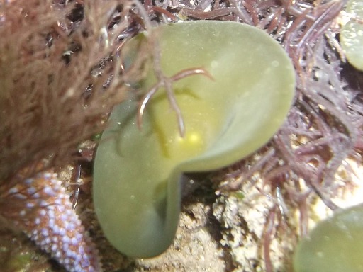 Acétabule (Acetabularia mediterranea)