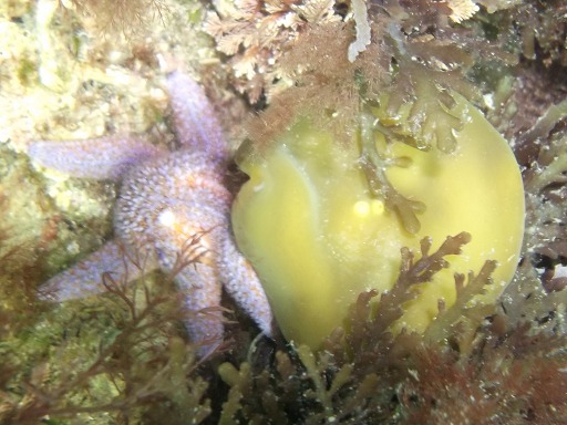 Acétabule (Acetabularia mediterranea)