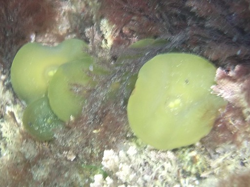 Acétabules