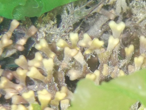 Varech polymorphe