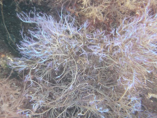 Coralline Officinale (Corallina Officinalis)
