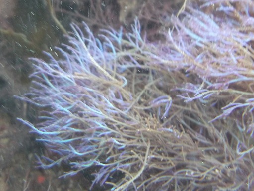 Coralline Officinale