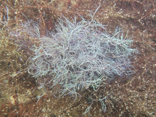 Corallina Officinalis