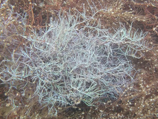 Coralline Officinale (Corallina Officinalis)