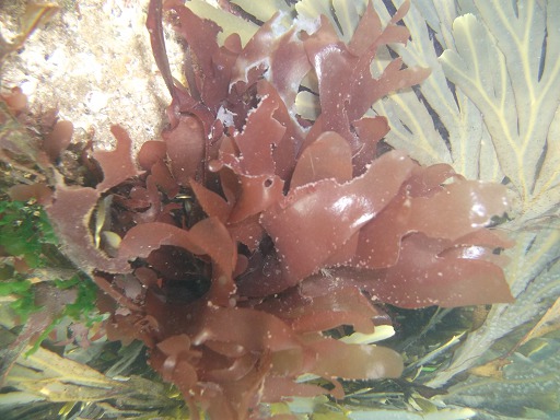 Cryptopleura Ramosa