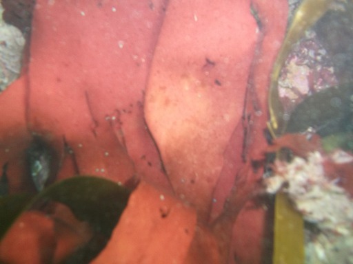 Dilsea Carnosa