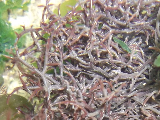 Furcellaria Lumbricalis