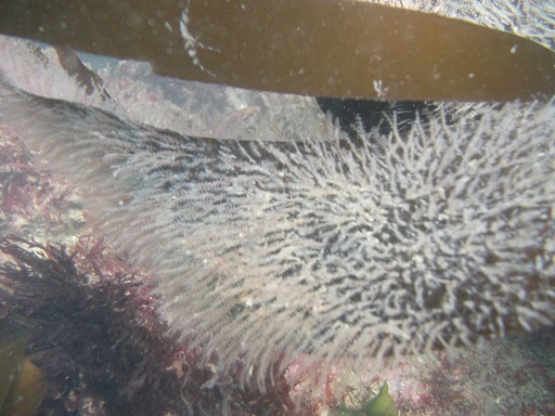 Goemont d'Aévril (Laminaria hyperborea)