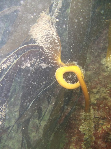 Mantelet (Laminaria hyperborea)