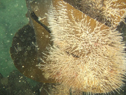 Goemont d'Avril (Laminaria hyperborea)