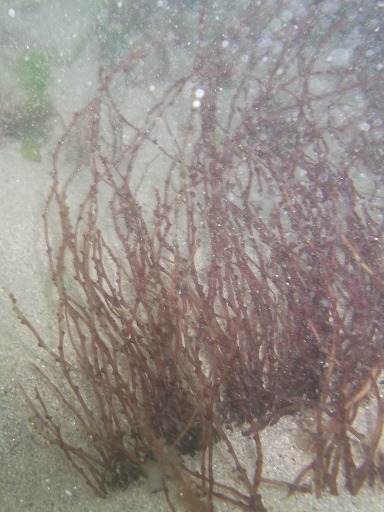 Gracilaria Verrucosa