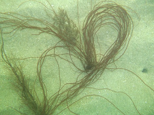 Gracilaria Verrucosa