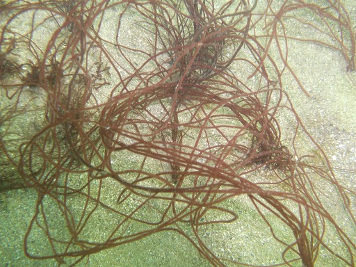 Gracilaria Verrucosa