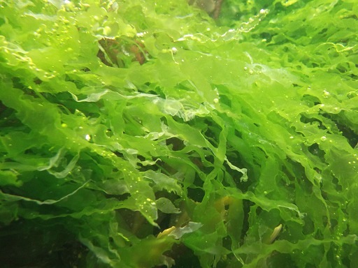 Laitue de Mer