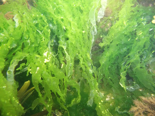 Ulva Lactuca