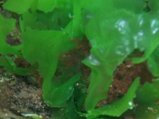 Laitue de Mer