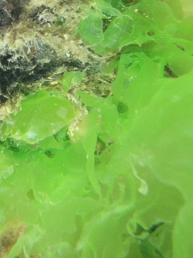 Laitue de Mer