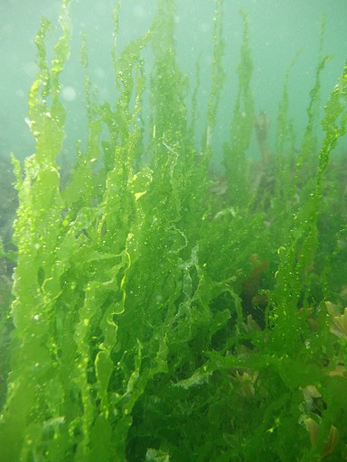 Laitue de Mer (Ulva Lactuca)