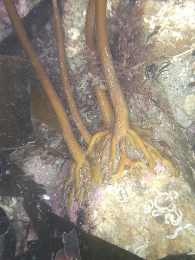 Pied de Taly (Laminaria digitata)