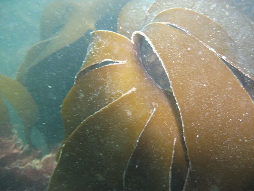 Anguiller (Laminaria digitata)