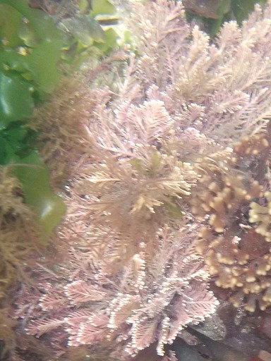 Plumaria Elegans