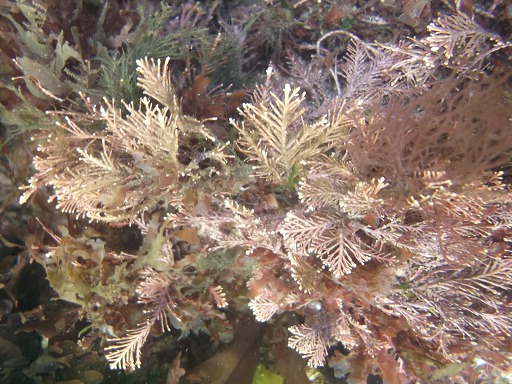 Ptilota Plumosa et Plumaria Elegans