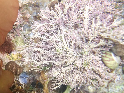 Ptilota Plumosa
