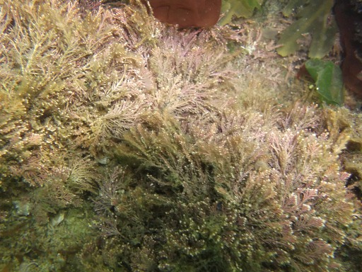 Ptilota Plumosa