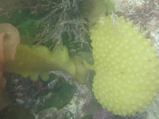 Saccorhiza Polyschides