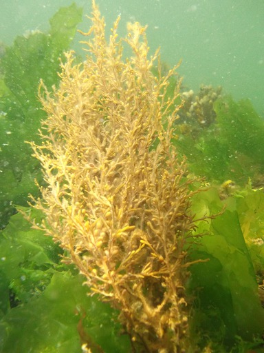 Sargassum Muticum