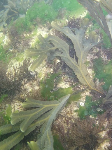 Varech denté (Fucus serratus)