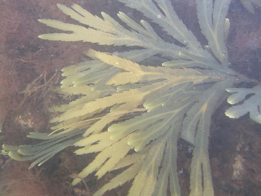 Varech dent (Fucus serratus)