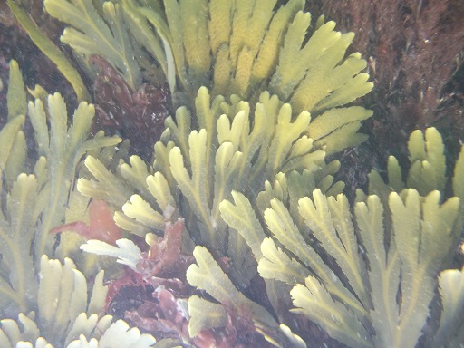 Varech dent (Fucus serratus)