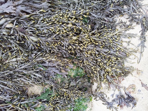 Varech vésiculeux (Fucus vesiculosus)