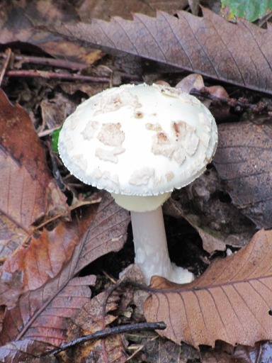Amanite Citrine (Amanita citrina)
