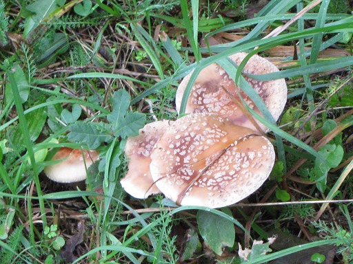 Amanite Panthère (Amanita pantherina)
