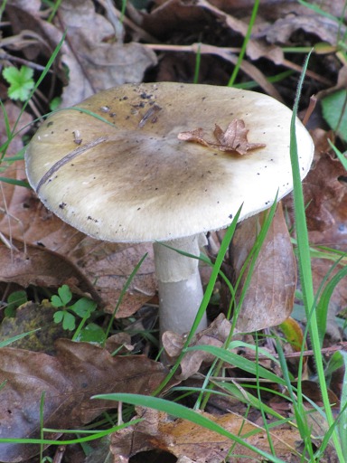 Amanite Phalloïde (Amanita phalloides)