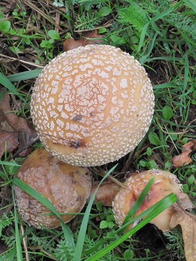 Amanite Rougissante (Amanita rubescens)