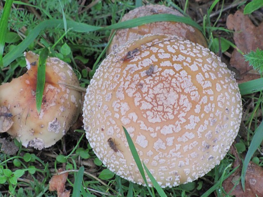 Amanite Rougissante (Amanita rubescens)