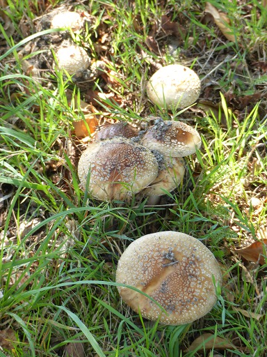 Amanite Rougissante (Amanita rubescens)